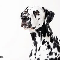 03-dalmantian